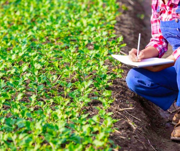 Cultura de Hortícolas em modo de produção biológico